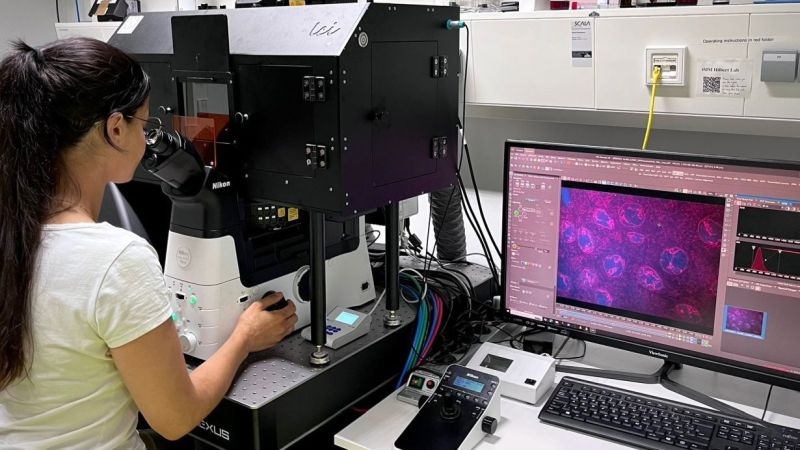 Molekulare Bionik: Der Zellkern als Vorbild für DNA-basierte Computerchips