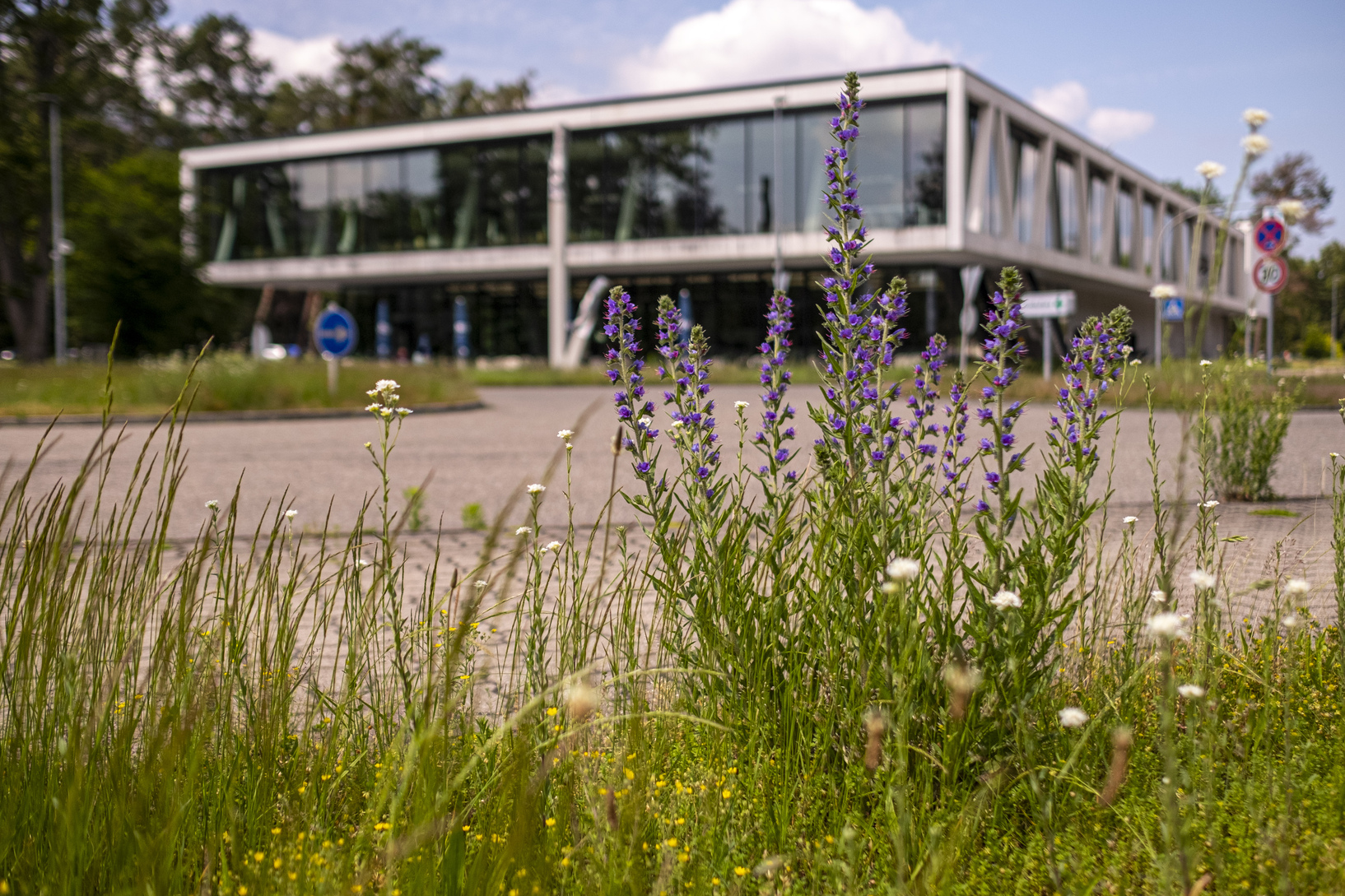 KIT Wiese an der Mensa auf dem Campus Nord - Casino