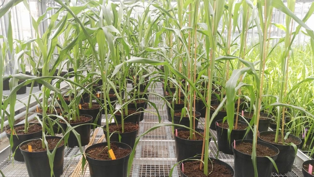 Kulturpflanzen: Genschalter macht Zuckerhirse salztolerant