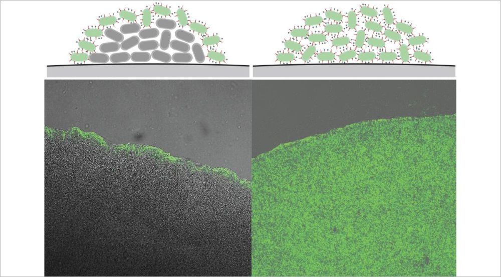 Krankheit ein- und ausschalten: Wie ein Genschalter gegen bakterielle Infektionen helfen könnte