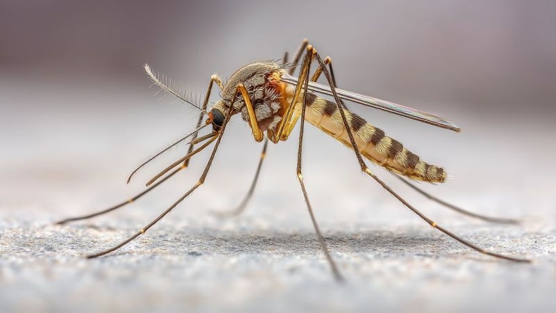 Mit Klimadaten Malaria wirksamer bekämpfen