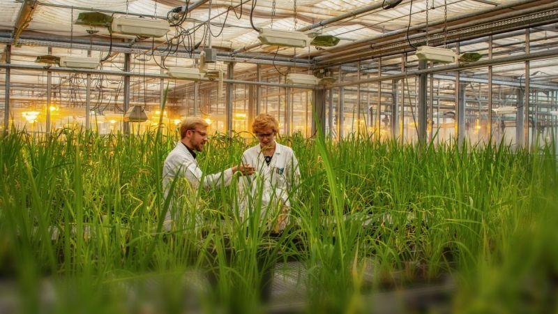Welternährung: Parasitenangriff auf Reis entschlüsselt
