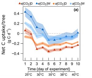 Gesamtkohlenstoffaufnahme von Aleppo-Kiefern bei steigender Temperatur. Die Grafik zeigt die Reaktion f&uuml;r B&auml;ume unter atmosph&auml;rischem (a) versus erh&ouml;htem (e) CO2 unter guter Bew&auml;sserung (W, blau) und Trockenstress (D, orange). (Grafik: Plant Ecophysiology Lab, KIT)