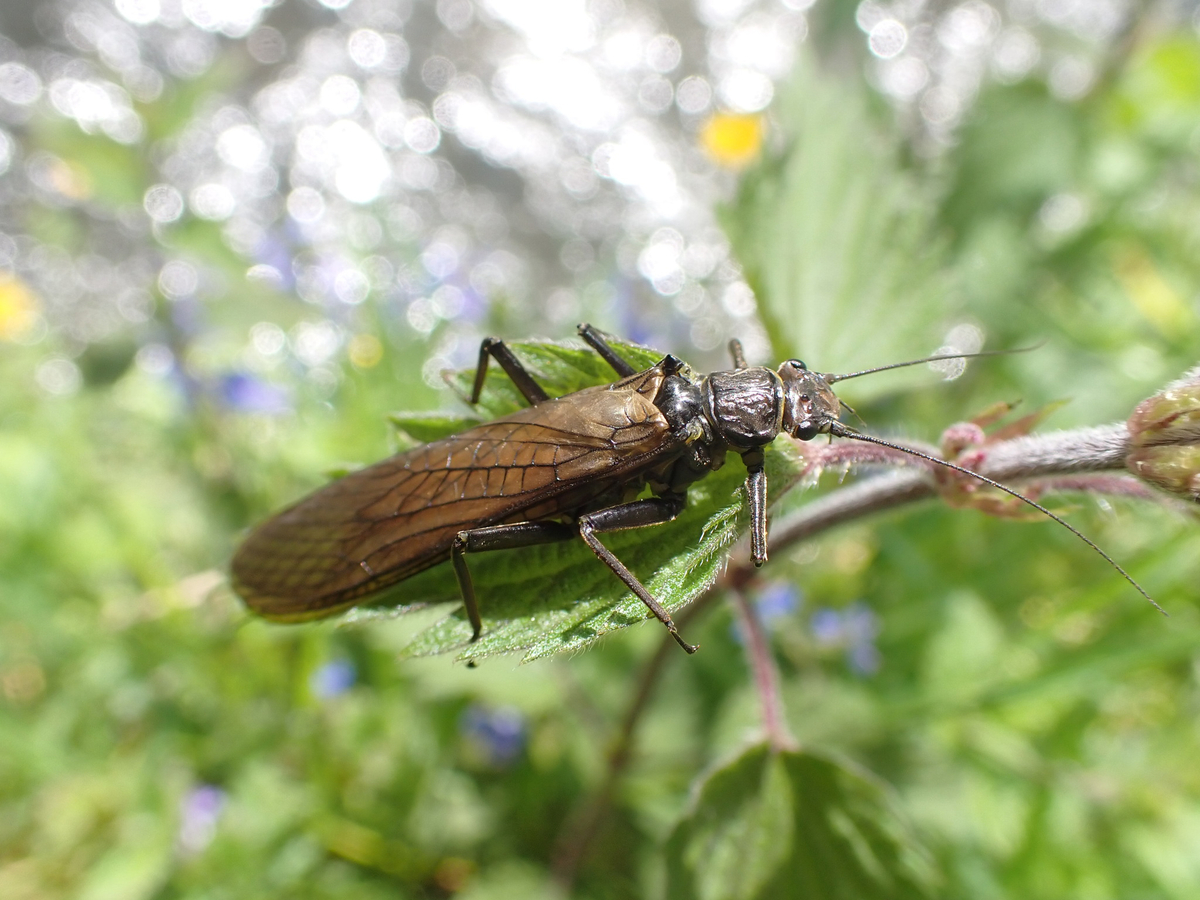 Die Steinfliege lebt als Larve in Bachläufen und als erwachsenes Tier an Land. (Foto: Peter T. Rühr)