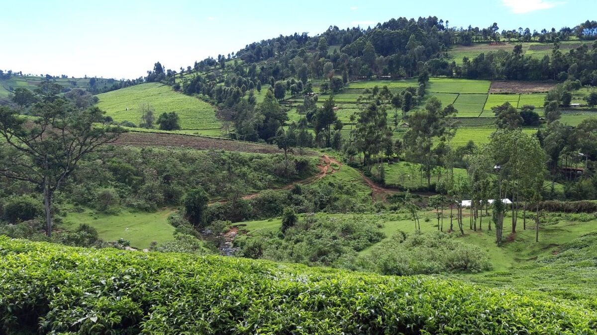 Landschaft um einen Bach in Kenia