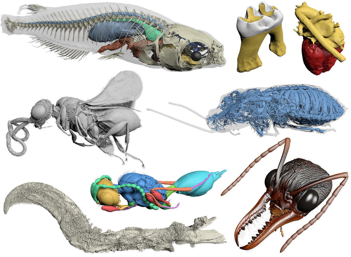 Beispiele von 3D-Bilddaten