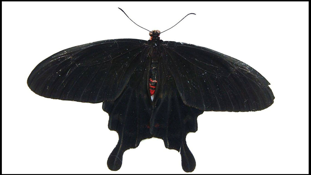 Schwarzer Schmetterling auf weißem Grund