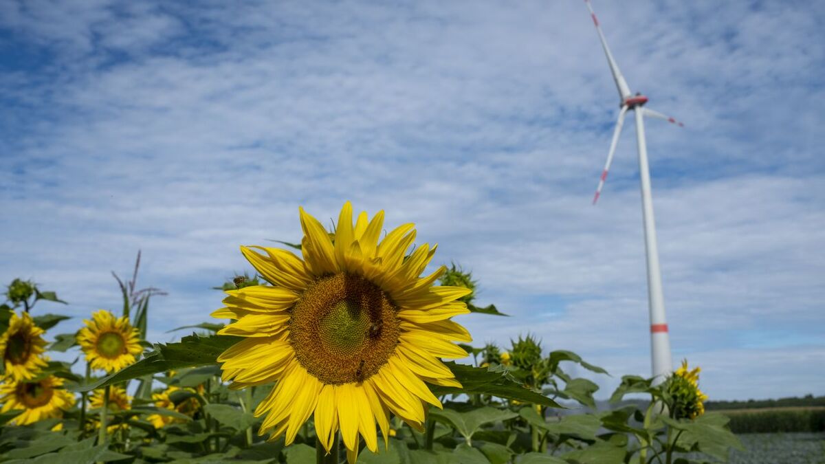 Windrad neben einer landwirtschaftlich genutzen Fläche