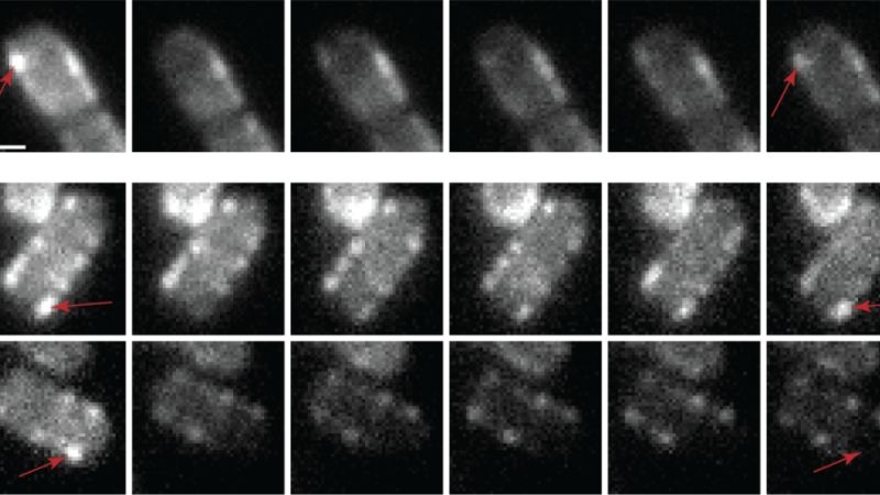 Mikrobiologie: Bakterien warten sich selbst
