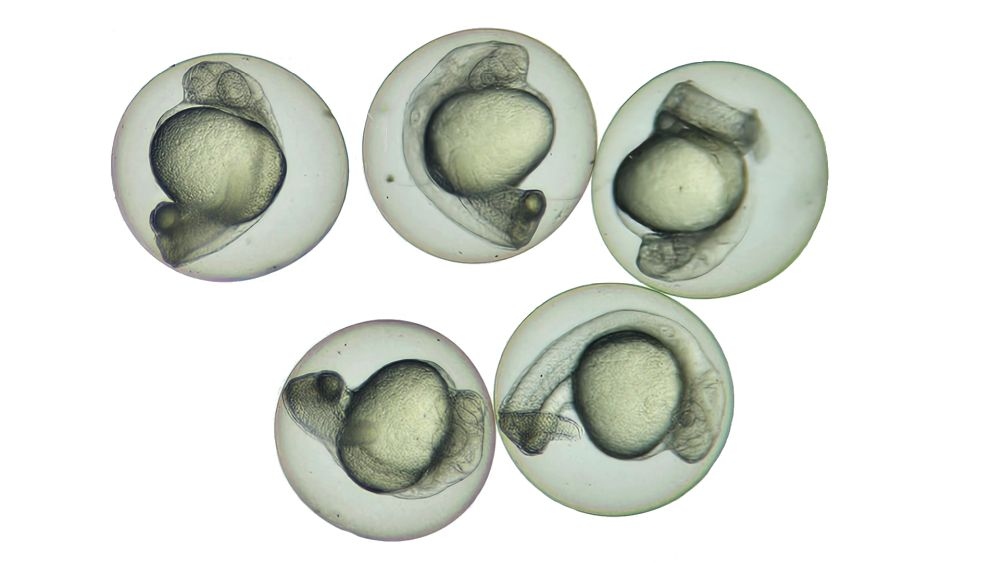 Neuer Ansatz in der Risikobewertung von Chemikalien
