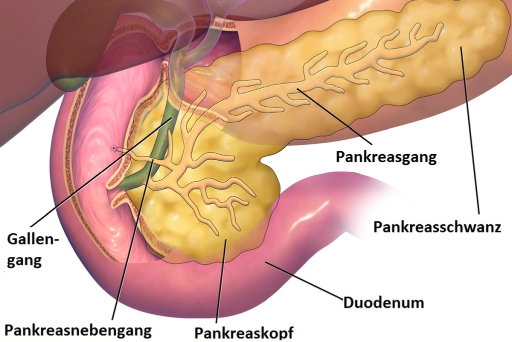 Schematische Darstellung der Bauchspeicheldrüse.