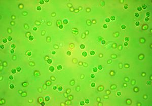 Grünalgen (Chlamydomonas) – nur eins von vielen Forschungsthemen im KIT-Kompetenzbereich Angewandte Lebenswissenschaften (Foto: KIT) 