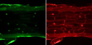 Nur im Zellkern aktiv: Gekoppelt an ein grün fluoreszierendes Protein leuchtet „SP7“ unter dem UV-Licht auf (links), andere Proteine verteilen sich gleichmäßig (rechts). (Abb. Botanisches Institut).