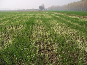 Weizen mit Verf&auml;rbungen (Chlorose) auf  selenreichen B&ouml;den in Punjab, Indien  (Foto: K. Dhillon)