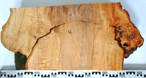 L&auml;ngsschnitt durch eine veredelte Blutbuche