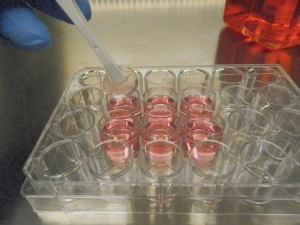 Eine dem Knochen nachempfundene synthetische Ger&uuml;ststruktur wird mit einer Pinzette in einem Gef&auml;&szlig; f&uuml;r die Kultivierung von Stammzellen platziert. (Bild: C. Lee-Thedieck/KIT) 
