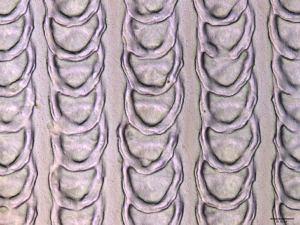 Schuppenstrukturen vertikal und horizontal überlappend (oben) bzw. in Reihen mit Abstand (unten) (Interferometer-Aufnahmen: Christian Greiner, KIT)