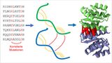 Homodimers are identical pairs of protein chains (proteins, green and blue) that bind to each other. Statistical analysis of protein sequences looks for mutations reflecting spatial proximity of protein segments both within the same protein (orange) and w