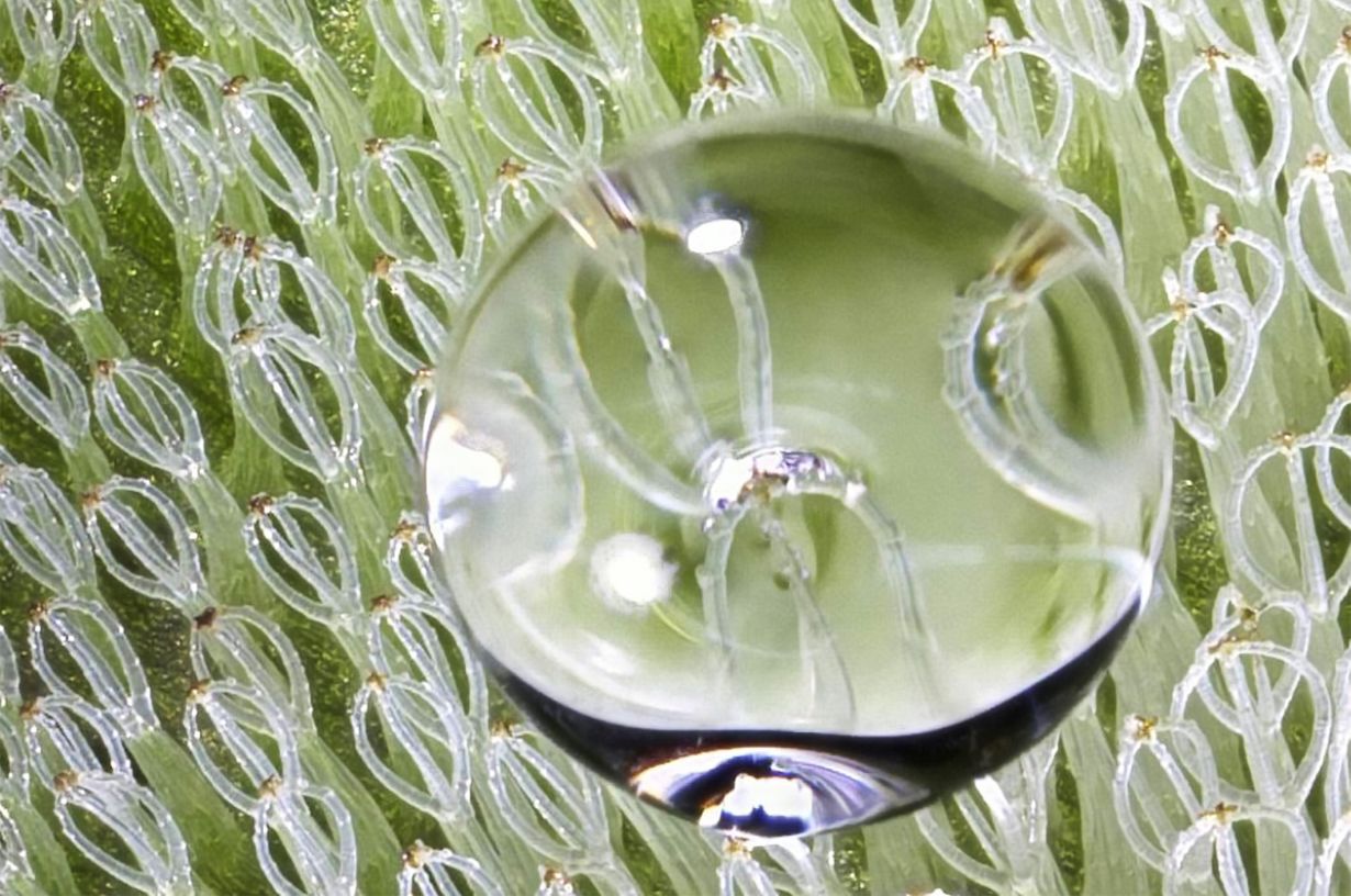 Die extrem wasserabweisende Oberfläche der Schwimmfarne (Salvinia) dient als Vorbild für die AIRCOAT Technologie. (Abbildung: Arbeitsgruppe Prof. Schimmel, KIT) Die extrem wasserabweisende Oberfläche der Schwimmfarne (Salvinia) dient als Vorbild für die AIRCOAT Technologie. (Abbildung: Arbeitsgruppe Prof. Schimmel, KIT)