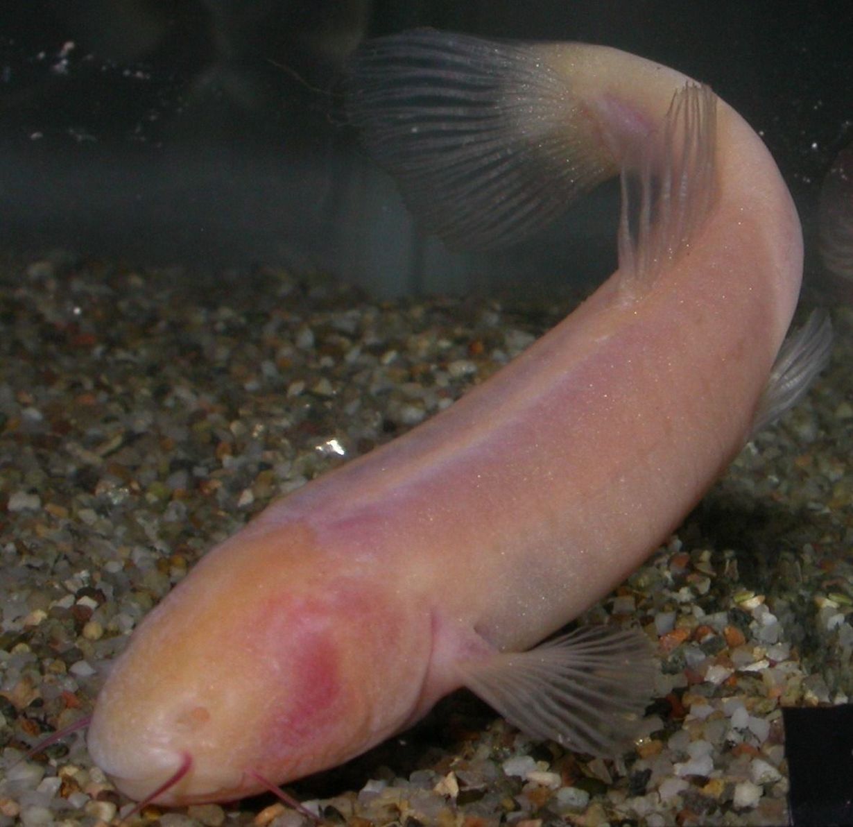 Der blinde Höhlenfisch Phreatichthys andruzzii lebt seit vielen Millionen Jahren unterhalb der somalischen Wüste in wassergefüllten Felsspalten - völlig isoliert und im vollkommenen Dunkel. (Foto: Andrea Margutti, Universität Ferrara/Italien) Der blinde Höhlenfisch Phreatichthys andruzzii lebt seit vielen Millionen Jahren unterhalb der somalischen Wüste in wassergefüllten Felsspalten - völlig isoliert und im vollkommenen Dunkel. (Foto: Andrea Margutti, Universität Ferrara/Italien)