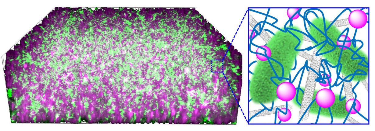 Grafik: Niemeyer-Lab, KIT Die Bakterien (grün) sind in einem Kompositmaterial aus Kohlenstoff-Nanoröhrchen (grau) und Kieselsäure-Nanopartikeln (lila) verwoben mit DNA (blau) eingebettet. (Grafik: Niemeyer-Lab, KIT)
