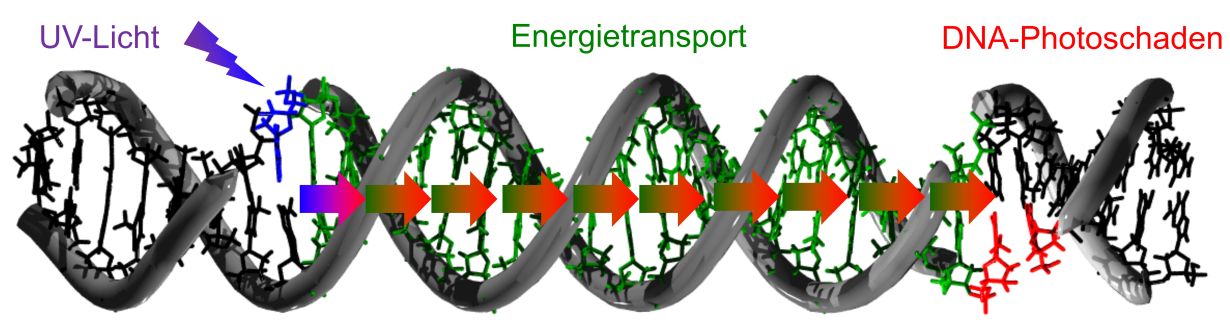 Bis zu 30 DNA-Bausteine entfernt von der Stelle des Lichteintrags lassen sich Sch&auml;den an der DNA nachweisen. (Grafik: Hans-Achim Wagenknecht, KIT) 