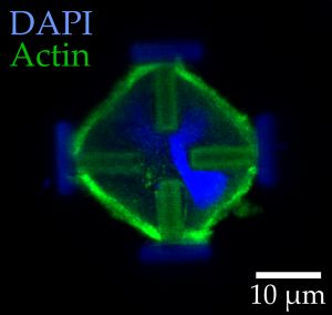 Lichtmikroskopische Aufnahmen von gef&auml;rbten embryonalen Mauszellen im normalen (links) und im gestreckten Zustand (rechts). Die roten Pfeile verdeutlichen die einwirkenden Kr&auml;fte. (Abbildung: Marc Hippler, KIT)