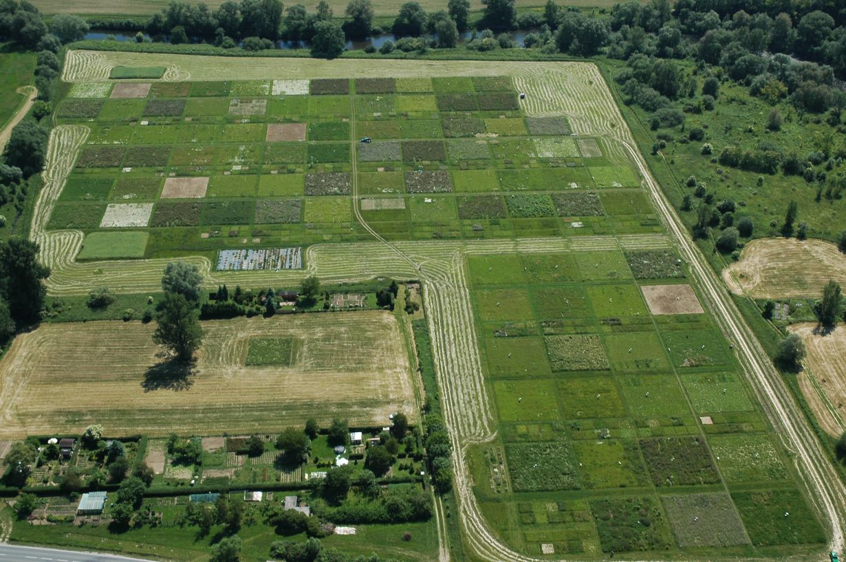 Effekte der Biodiversität im Grünland hat das Jena Experiment untersucht – eines der größten und am längsten laufenden Experimente zur Biodiversität. (Foto: Jena Experiment)