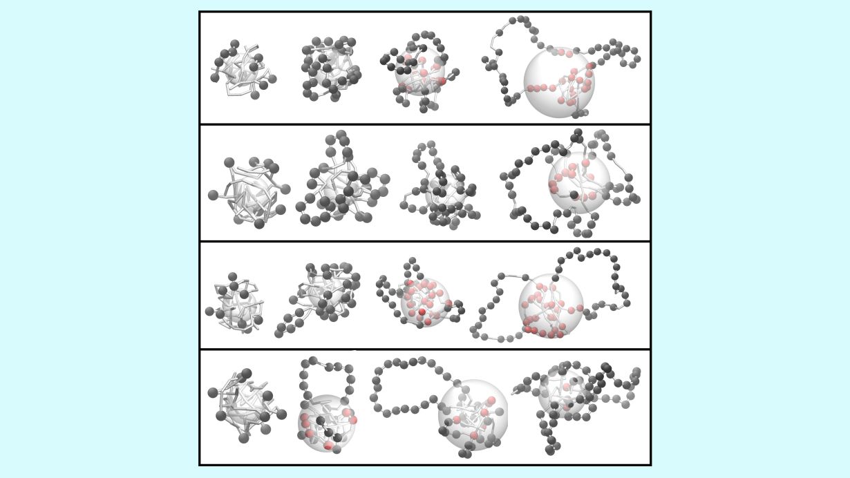Schlaufenbildung in einem simulierten Abschnitt des Erbgutes. Von links nach rechts sind mehr Transposons in den Bereich eingebaut, die durch Kugeln dargestellt werden. Von oben nach unten sind Simulationen dargestellt, in denen die Schlaufenbildung zuneh