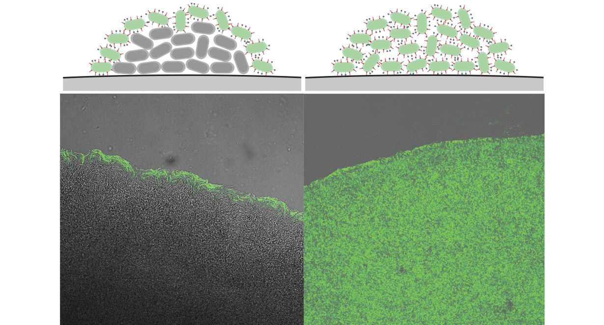 2025_061_Genschalter gegen bakterielle Infektionen_72dpi