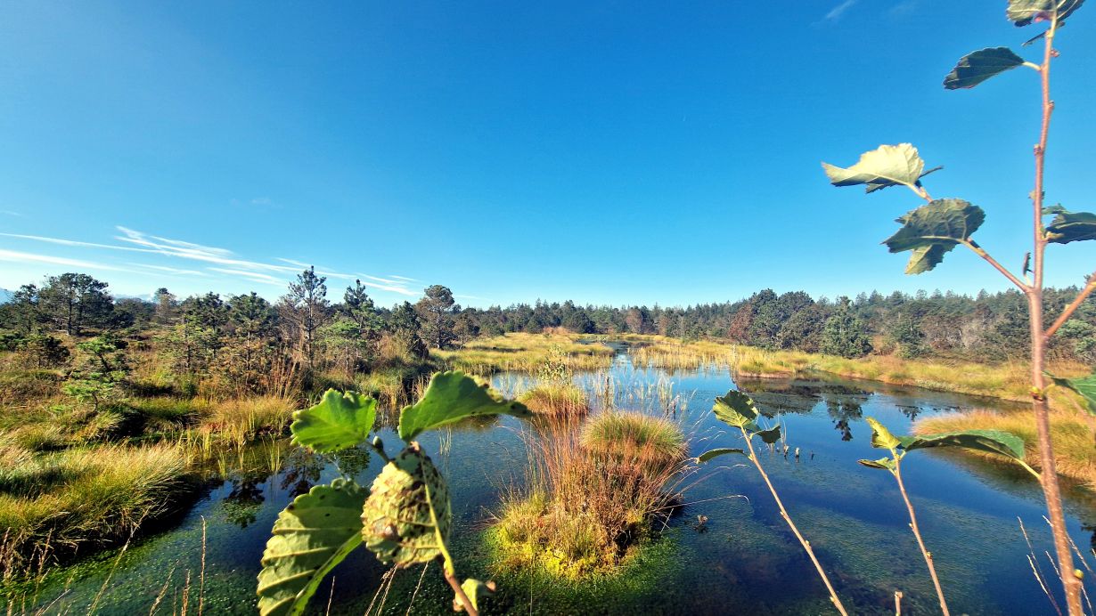 Landschaftsbild, Fluss, Ufer, Bäume, blauer Himmel