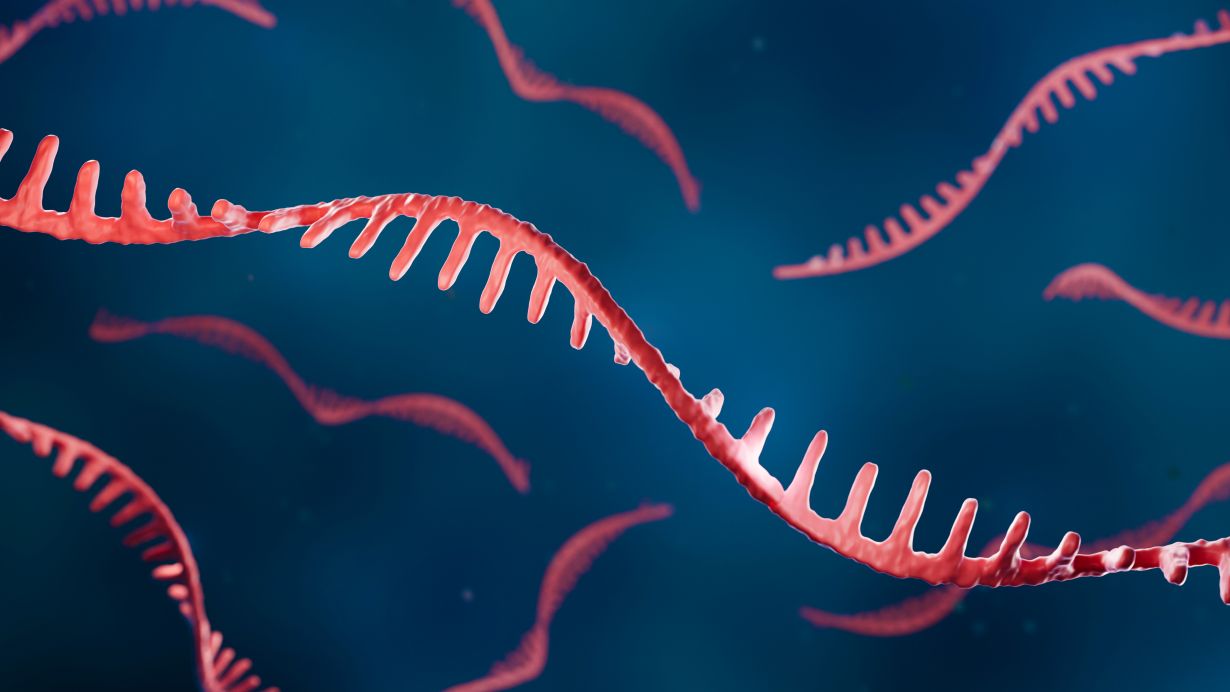 : Forschende am KIT und Partner haben eine neue Klasse von RNA entdeckt, die Aufschluss darüber gibt, wie Zellen intrazelluläre Cluster bilden. (Symbolbild: Artur – stock.adobe.com) 