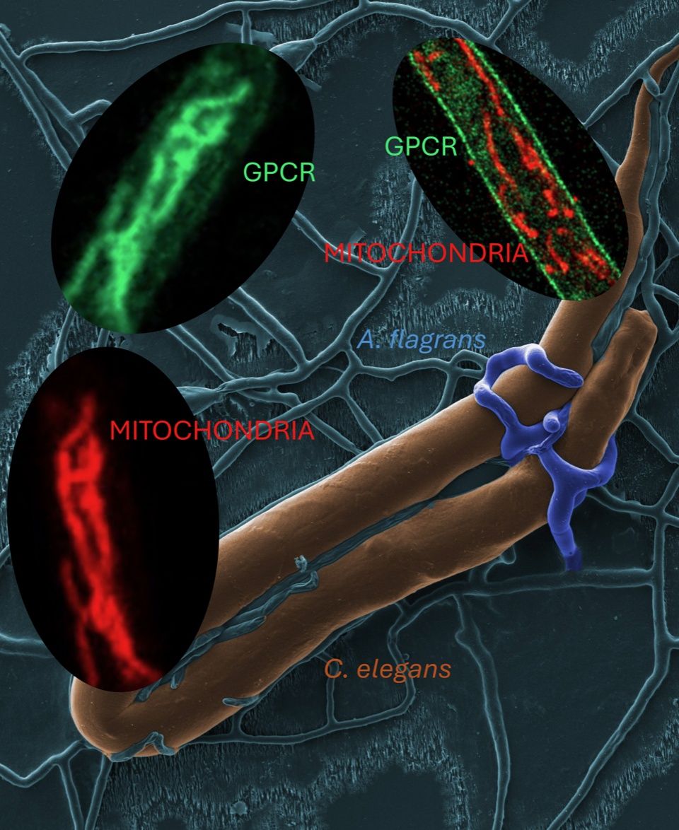 Pilz Arthrobotrys flagrans als Grafik