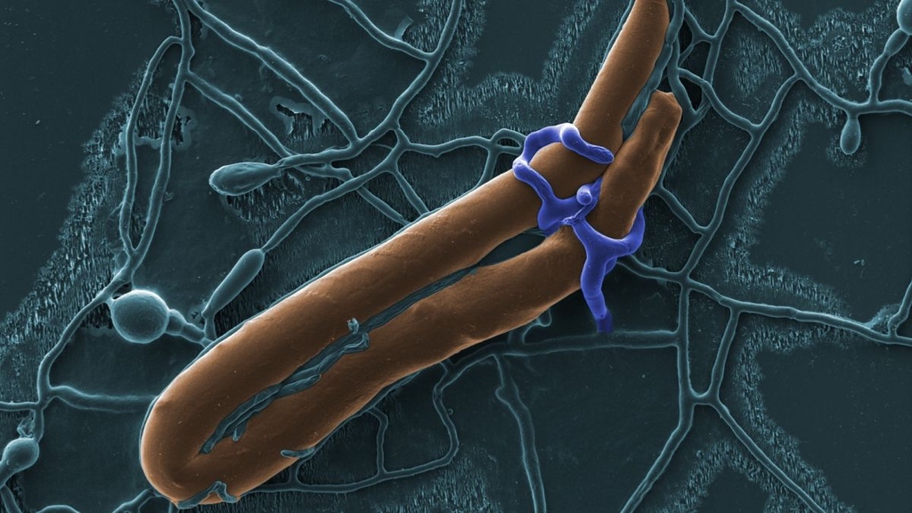 Zellbiologie: Was den Pilz zur Jagd treibt