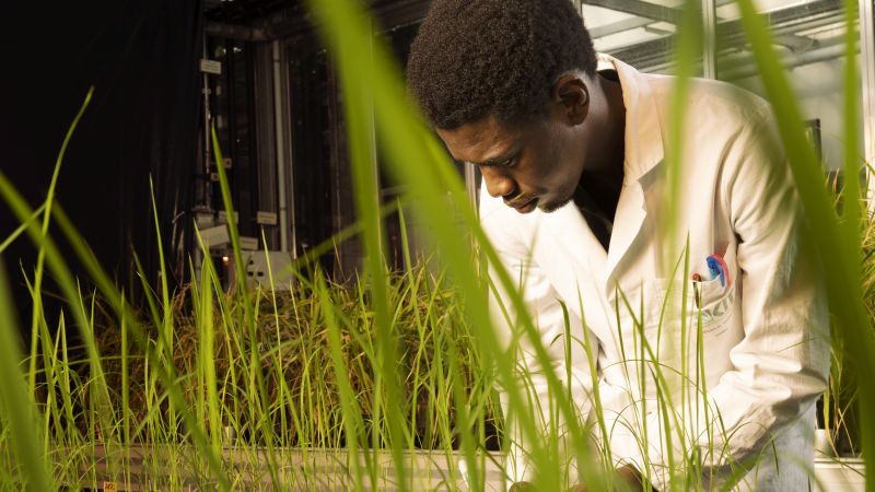 Wissenschaftler im Laborkittel untersucht Pflanzen in einem Gewächshaus.