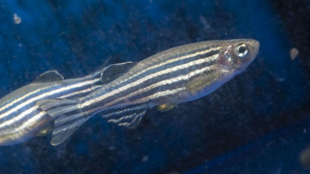 Zebrafische